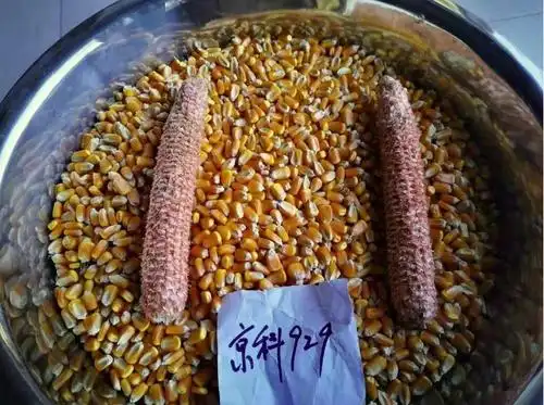 新品系列|黄淮海夏玉米:京科999