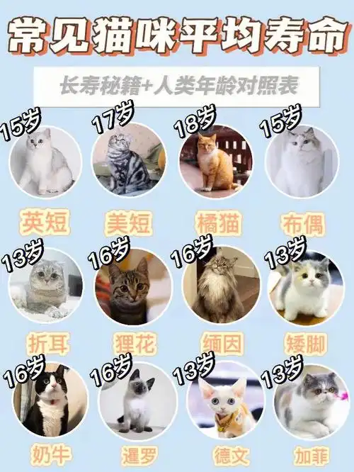 猫咪的平均寿命再14岁-16岁左右,每个品种的猫咪有一定程度的区别