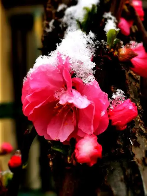 梅花傲雪2020.4.22