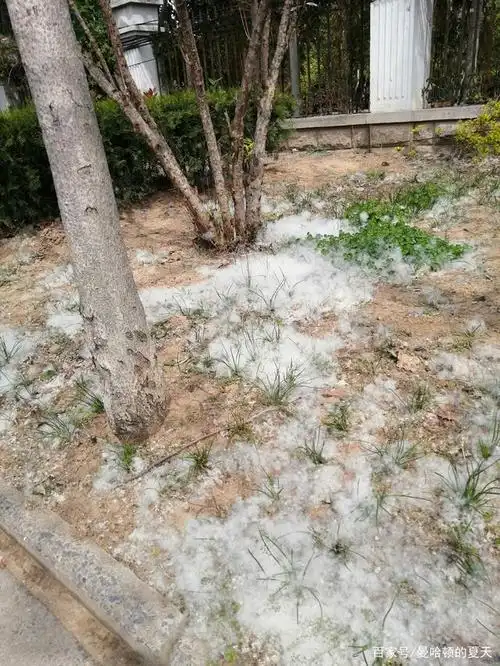 开封:东京大道天马广场附近,大量杨絮空中飞舞,路过要戴好口罩