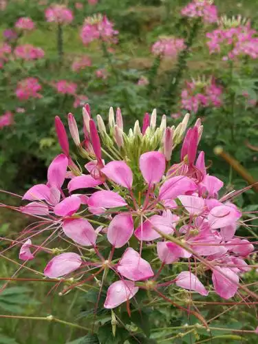 风景花草随手拍