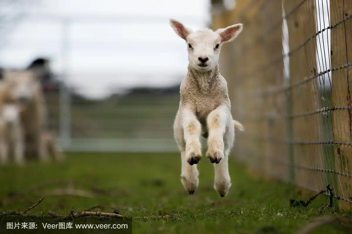 年轻的羊跳.