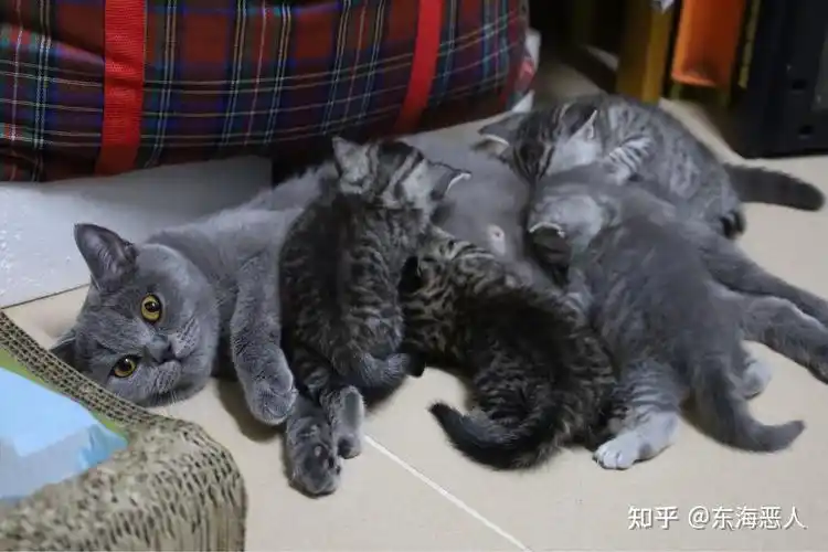 美短和英短杂交好看吗养猫的来戳戳