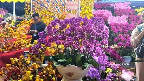 龙腾禺悦,花开万博!2024番禺迎春花市热闹开档