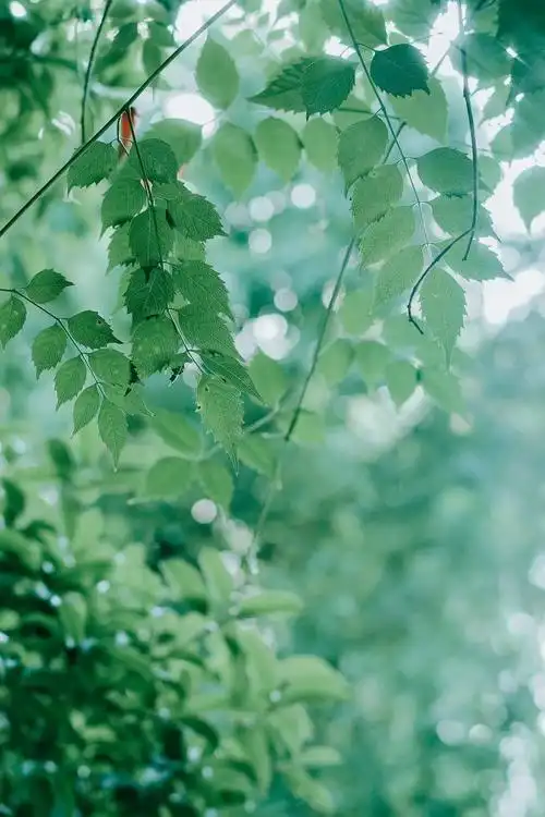 撒满星光的树林959595787878 - 抖音