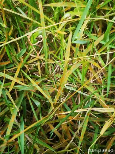 1,预防性管理措施: (1)适时修剪,在锈病易发区更应注意草的留茬高度