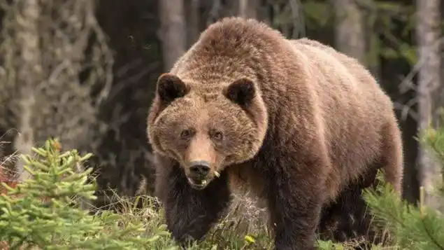 班夫的熊:加拿大摄影师捕捉的"熊时刻"
