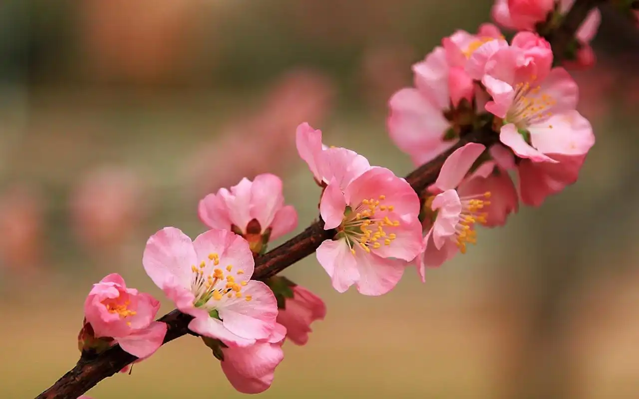小清新鲜红桃花唯美高清桌面壁纸