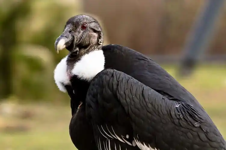 14种在您有生之年可能灭绝的动物,请珍惜和保护可爱的它们