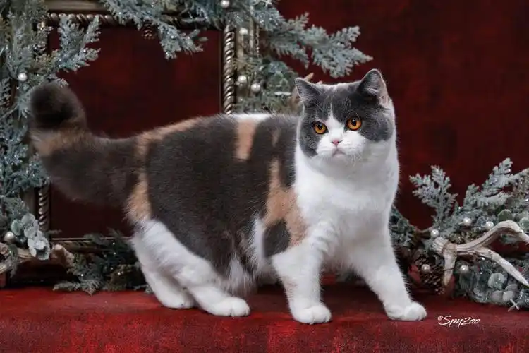 英国短毛猫五彩斑斓3