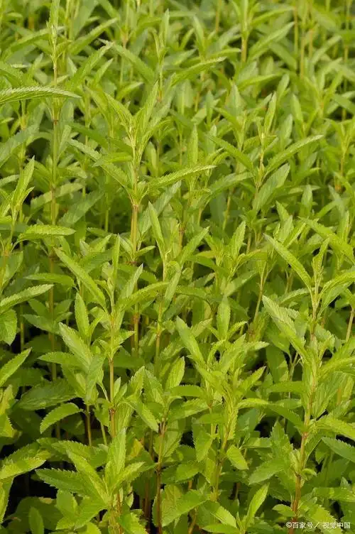 溪黄草的功效与作用