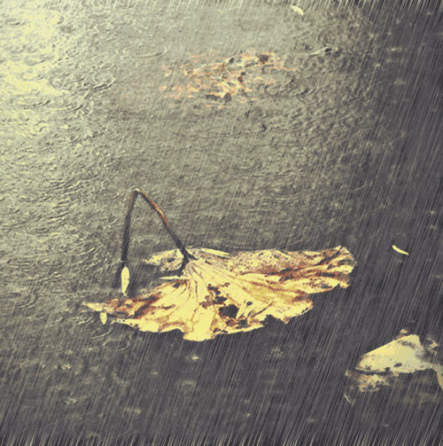 蜻蜓点水轻飞过,素雅禅心溢满塘.淡淡鞭蓉浑墨染,荷葶碧绿变金黄.