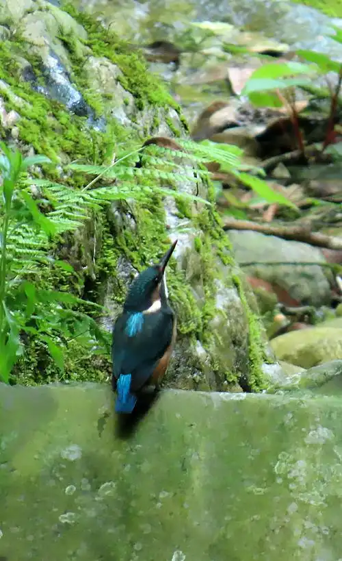 相信很多人都见过,所以叫"普通翠鸟".
