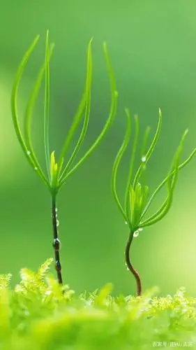 绿色系小清新手机壁纸