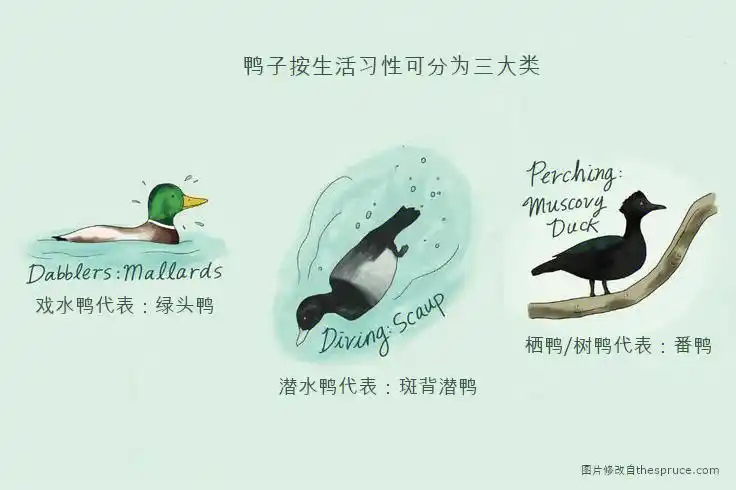 新手养鸭教程25-鸭子品种概论