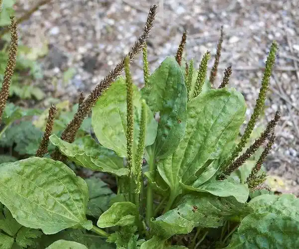 "车前草"是个宝,用它来泡水喝,或能解决4个问题_功效_身体_症状
