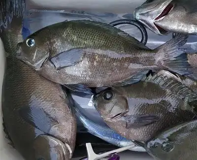 【刺身食材】新鲜海鲜鱼黑毛鱼日式料理食材