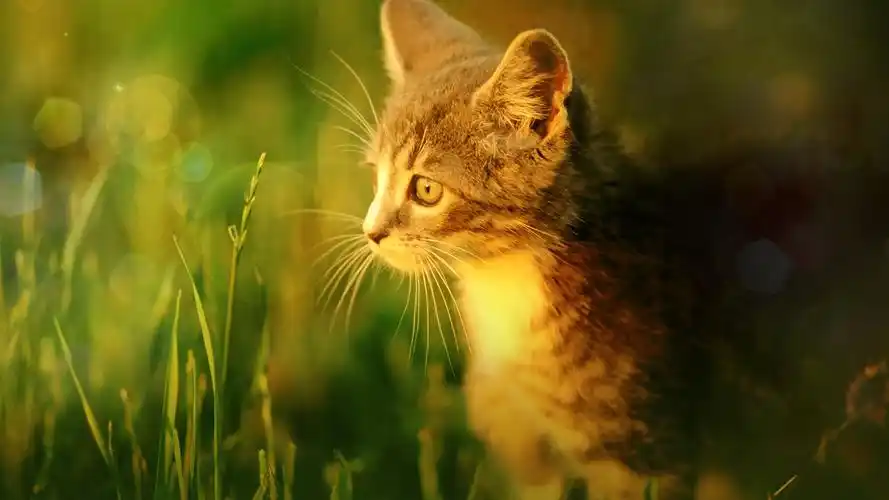 精选可爱呆萌小猫动物高清摄影桌面壁纸(二)