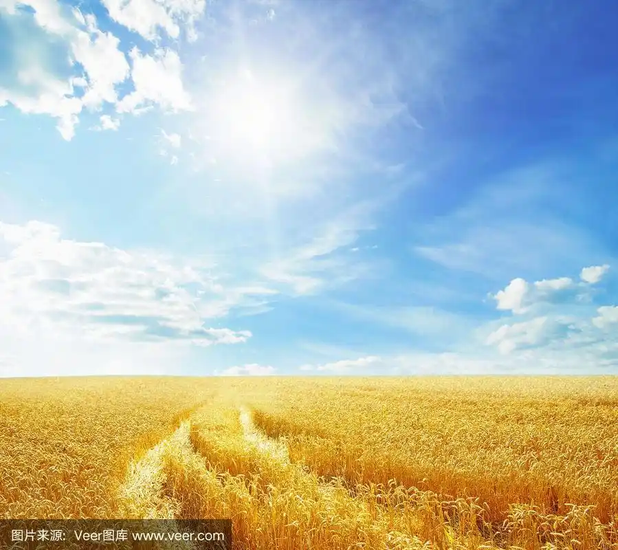 麦田,蓝天和阳光
