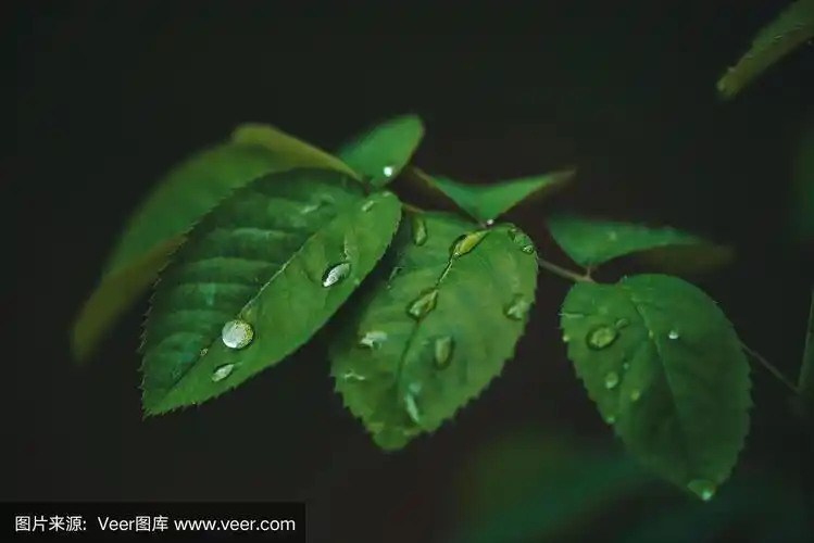 热带雨林中古老的植物群.
