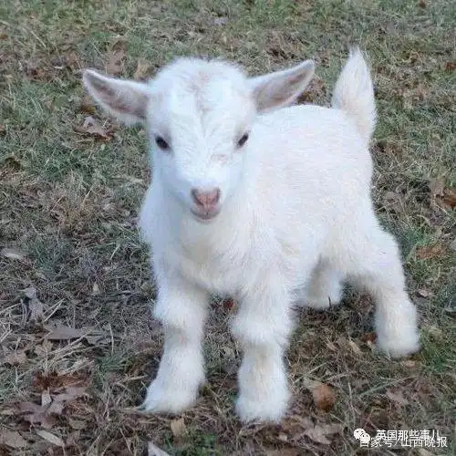 话说,刚出生不久的小山羊们真的是可爱得要命!