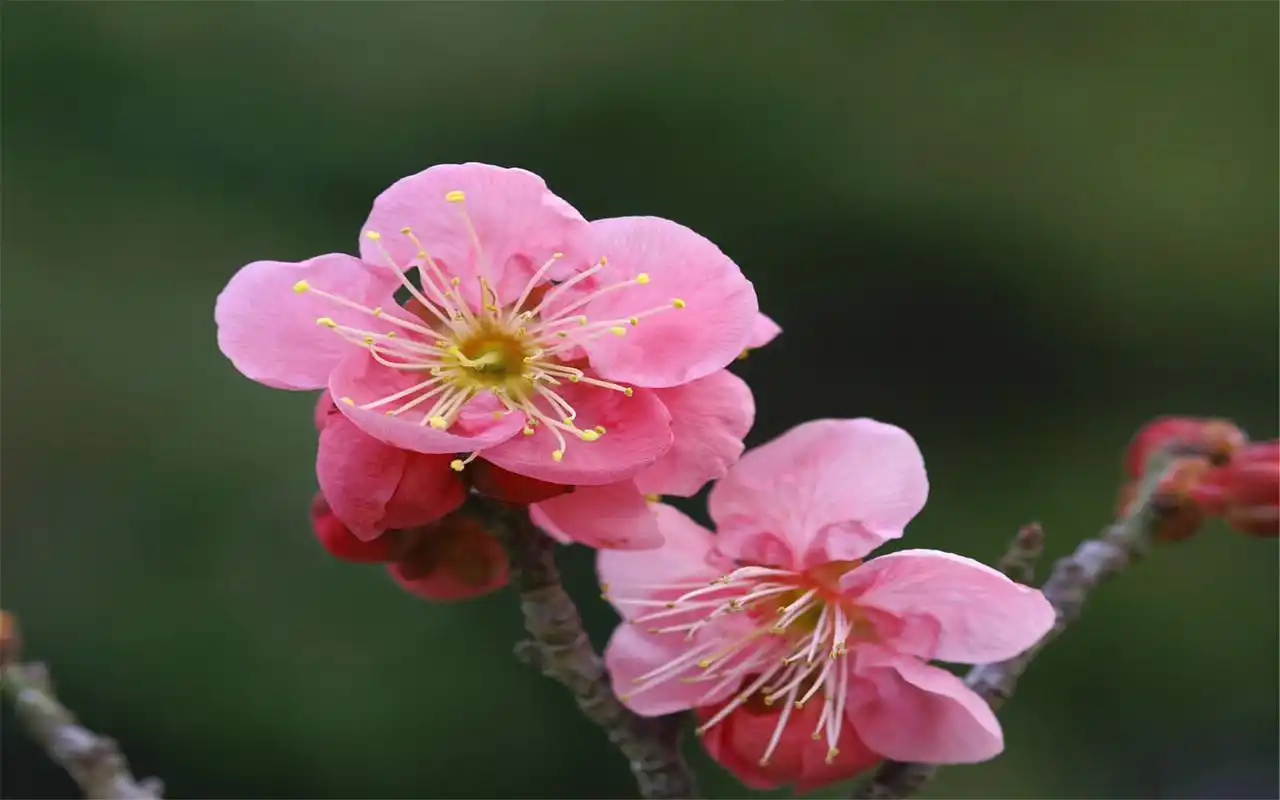> 精选春暖花开唯美清新大自然鲜花图片花卉素材大图桌面壁纸下载(二)