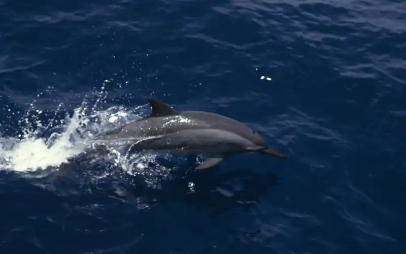 神秘梦幻的海底世界可爱海豚桌面壁纸高清