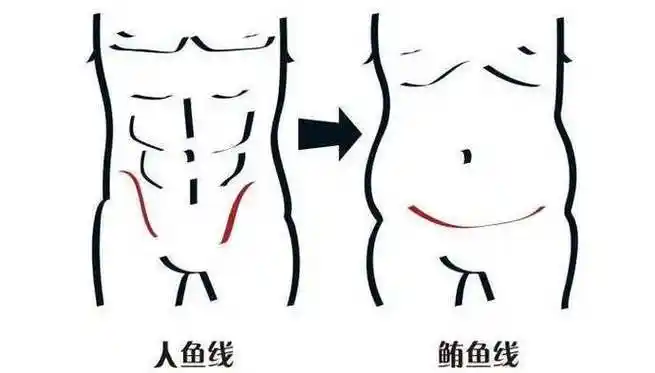 人鱼线在哪个位置图解