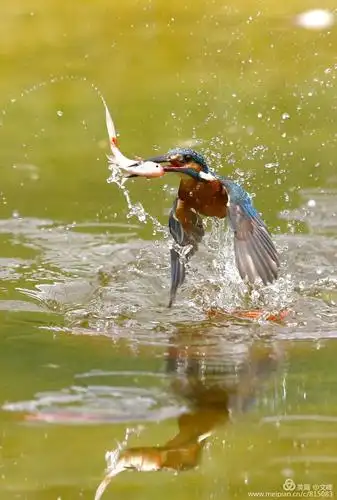 小翠的扑鱼精彩瞬间