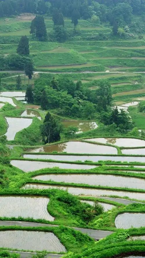 壁纸 农村,稻田,水,树木 2560x1600 hd 高清壁纸, 图片, 照片