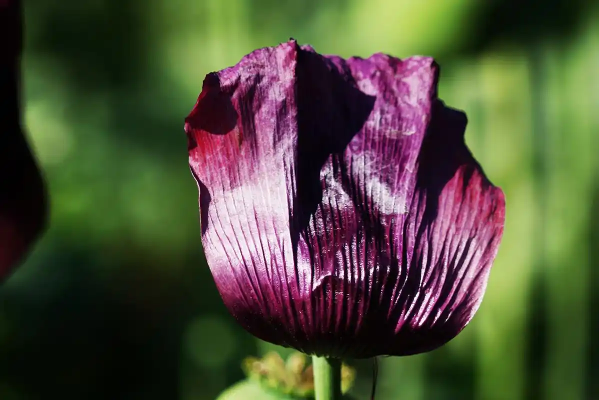九月动态激励计划#   大烟花  大烟花,学名罂粟花,又名鸦片花,英雄花