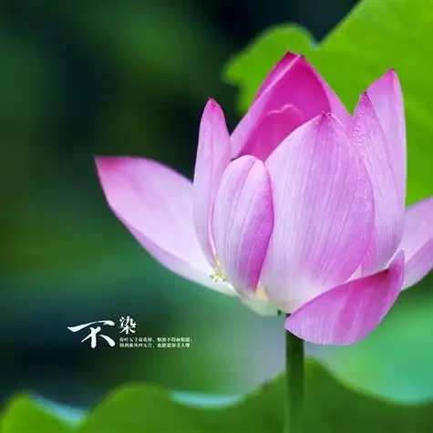 精选自然风光清新淡雅风景头像蓝天白云绿色植物