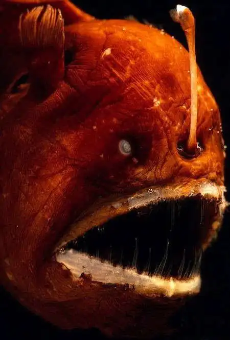 世界十大最恐怖动物