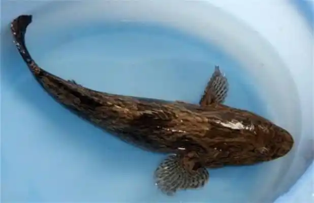 笋壳鱼多少钱一斤