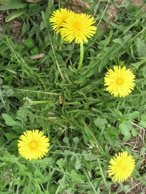 蒲公英有多种颜色也能制作成盆栽