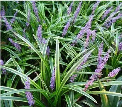 金边草--绿舟花木