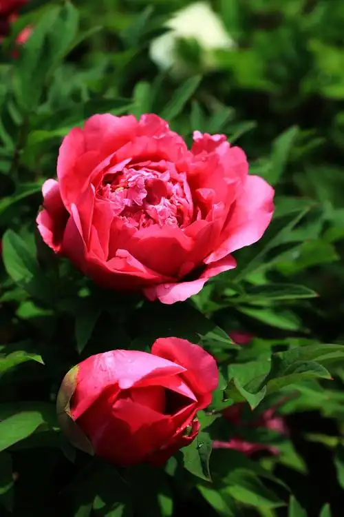 日出"东方红" 洛阳牡丹艳