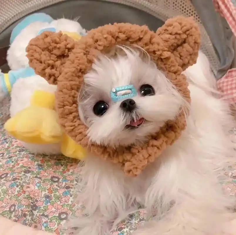 小狗头像|犬系萌宠95动物头像(一)