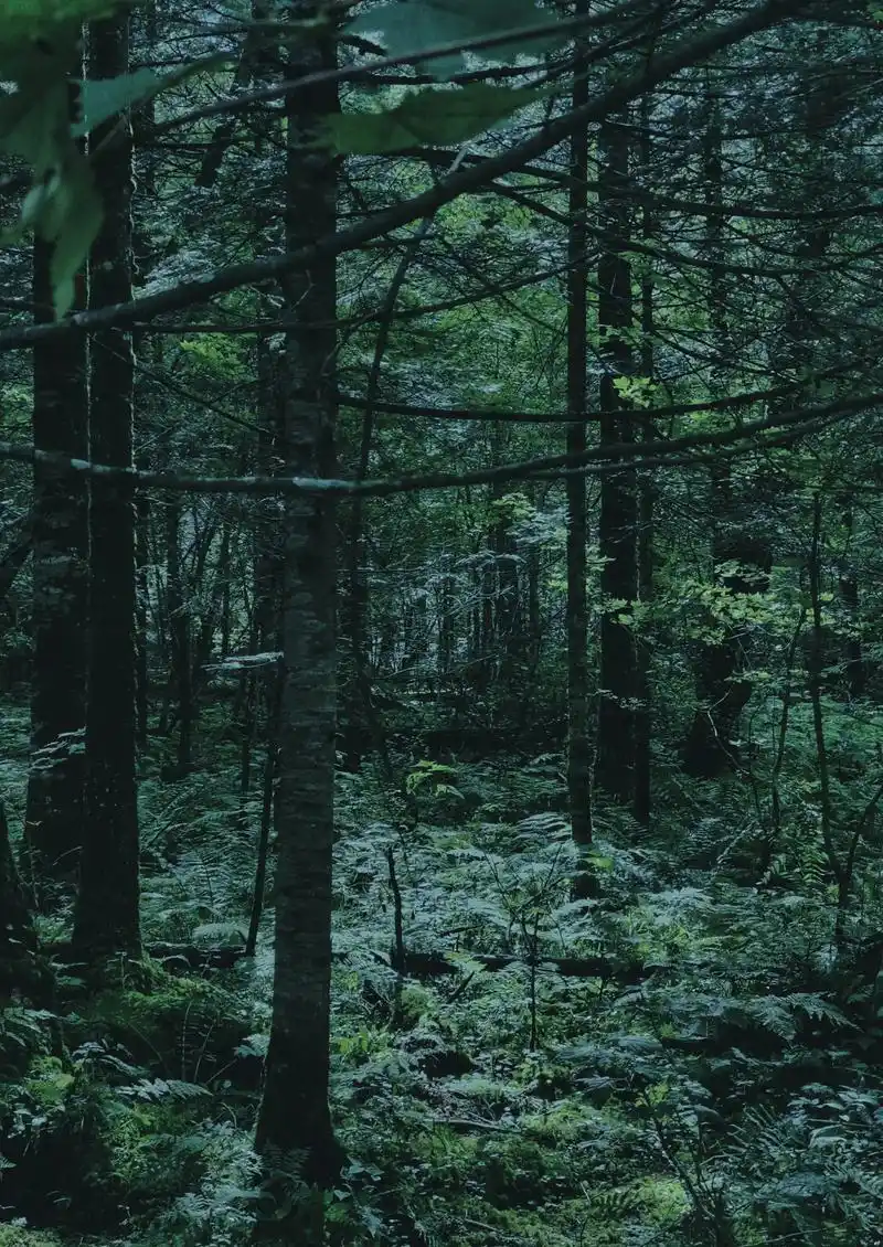 图文伙伴计划 长白山地下森林 #森林  #长白山 - 抖音