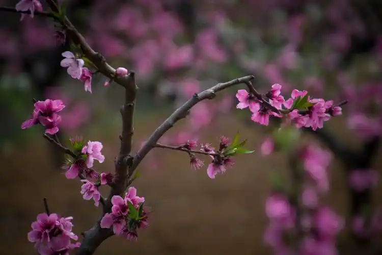 江南三月桃花红 - 美篇