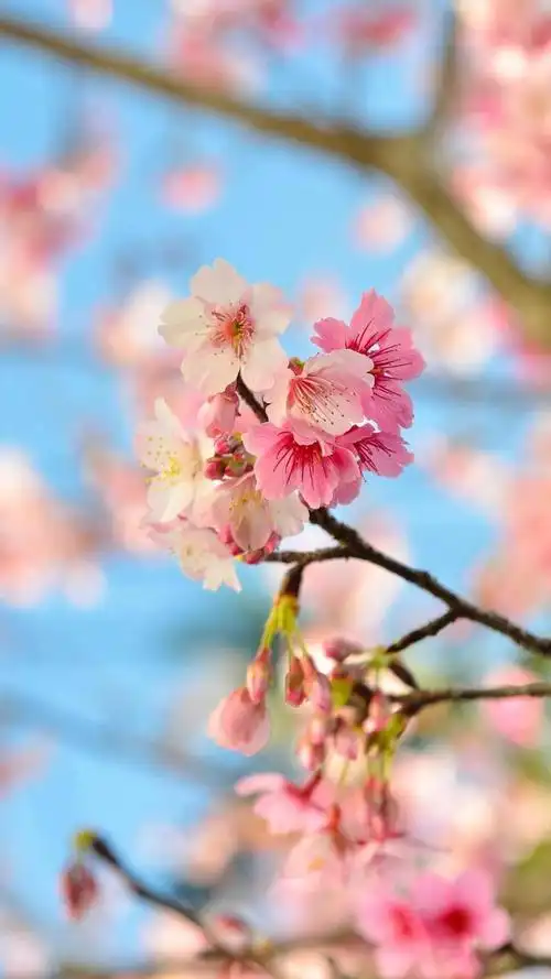 唯美樱花,高清图片,手机锁屏桌面-壁纸族