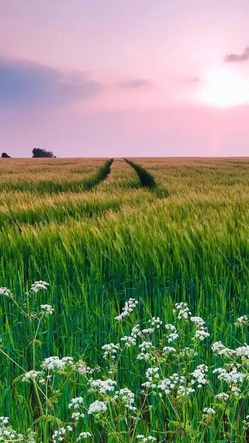 【质感壁纸】第251集 - 华为mate9系列主题美化 花粉俱乐部