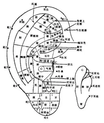 10,耳诊图