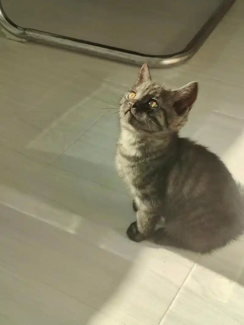 长春市本地美短蓝猫串串小偿领养 - 抖音