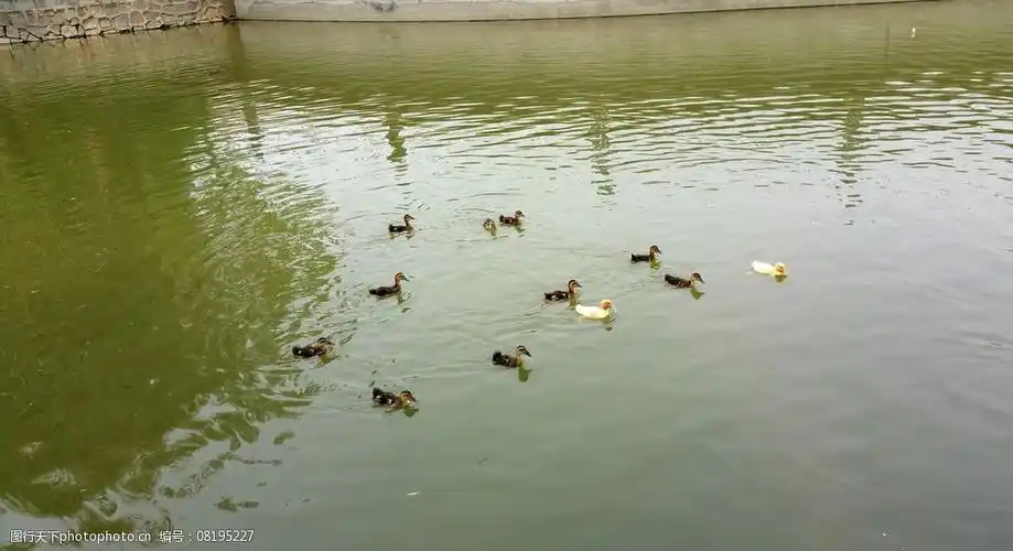 池塘里游泳的小鸭子图片