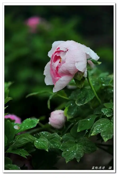 雨中赏牡丹花!别有一番心情!