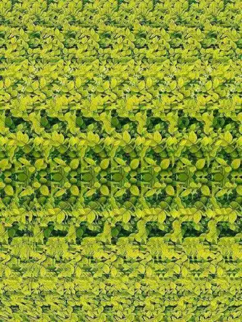 可以去裸眼3d吧 看看  什么交叉眼平行眼  当年还练过