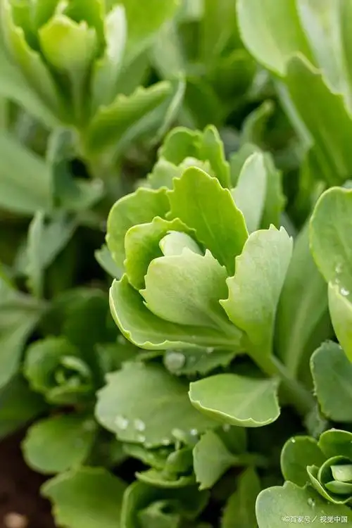 珠芽景天和垂盆草是一样的吗?