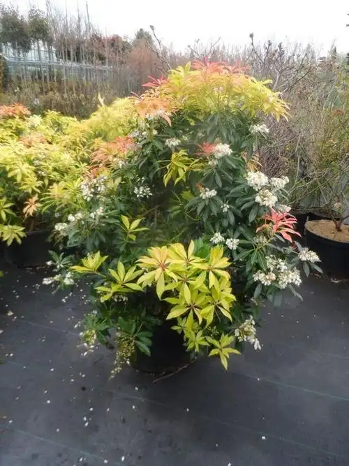 9种略微耐阴的庭院小灌木四季都可赏花