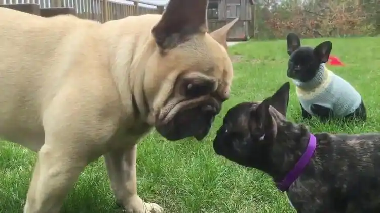 传说中的大眼瞪小眼,主人在一旁笑尿